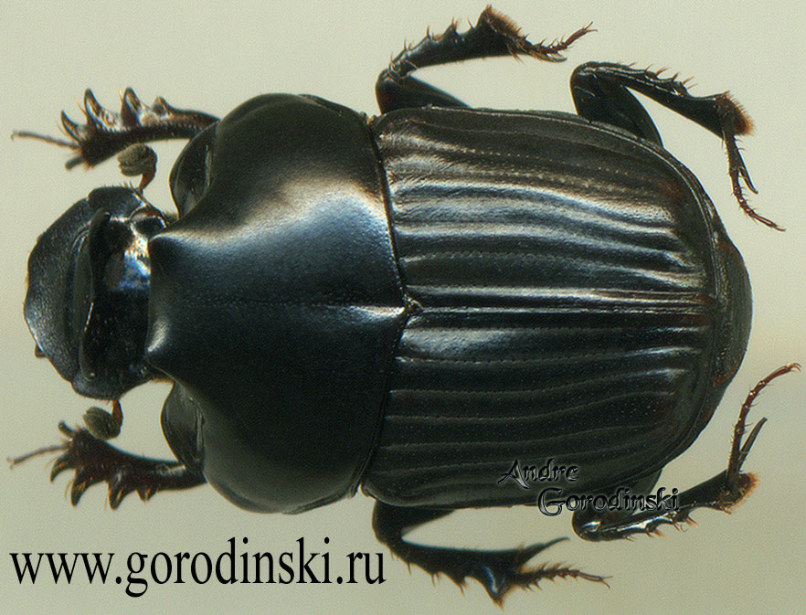 http://www.gorodinski.ru/copr/Liatongus bucerus.jpg